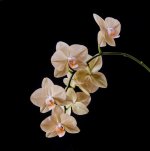 orchidées-3.jpg