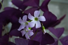 Oxalis-45.jpg
