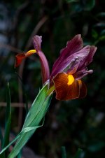 fleurs du jardin-229.jpg