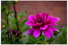 fleurs de jardin-85.jpg