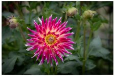 fleurs de jardin-82.jpg
