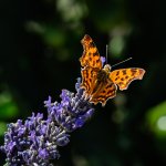 Robert le diable-1.jpg