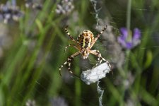 'Argiope frelon-3.jpg