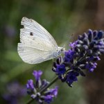 _DSC3650.jpg