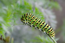 Chenille du Machaon-17.jpg