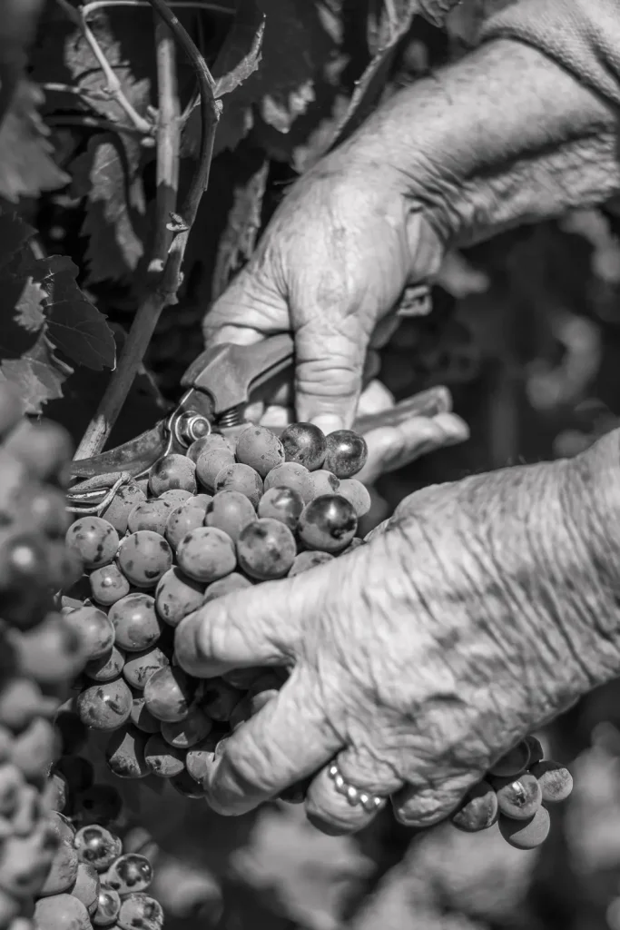 Photo vendange dans les vignes en Provence