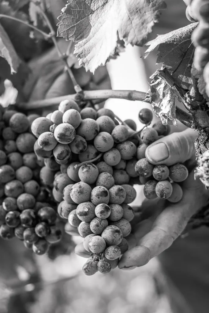 Photo de vignes en Provence